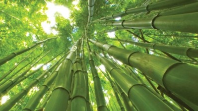 Bamboo is just one of the green packaging materials being explored