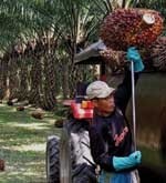 Bakery fats now include RSPO-certified palm oil