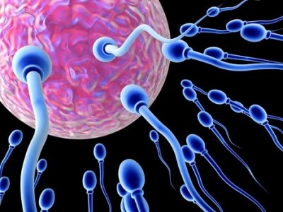 Sperm count negatively affected by vegetarian diet