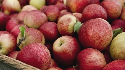 The gangmaster is suspected of supplying workers to pick apples and other fruit without a licence
