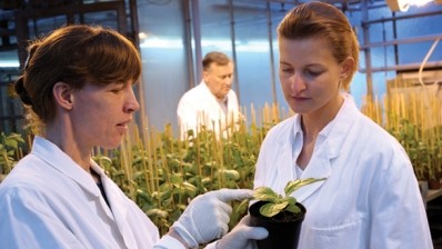 Commercial GM crops could be grown in the UK following EU rule changes 