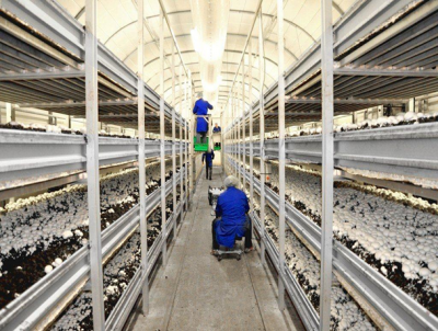Walsh Mushroom Group continues to invest in its infrastructure