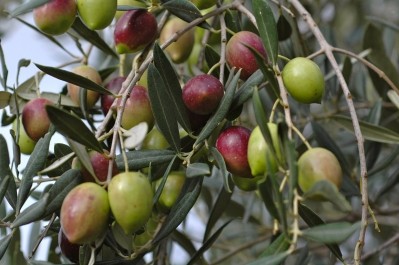 The killer pathogen threatens EU olive oil production
