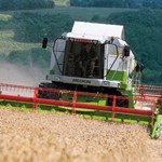 Record rainfall in June and July badly hit this year's wheat harvest crop