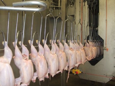 Treating carcasses with steam and ultrasound decontaminates chicken 