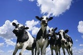 Veal can’t shake its cruel image as demand dwindles