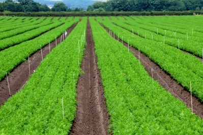 Crop trial: the carrots contained significantly higher levels of minerals and natural sugars
