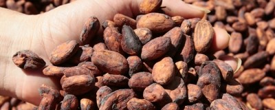 Cargill has underlined its commitment to sustainable cocoa bean sourcing