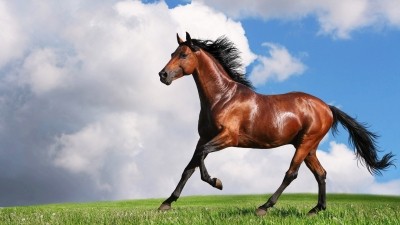 The test can distinguish horsemeat without resorting to lengthy DNA analysis