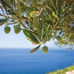 New olive leaf extract 'clinically proven' to provide health benefits 