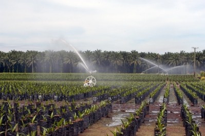 New Britain Palm Oil is investing millions in improving the supply of sustainable palm oil