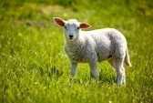 This lamb escaped the new countryside killer Schmallenberg, which causes birth defects in cattle and sheep