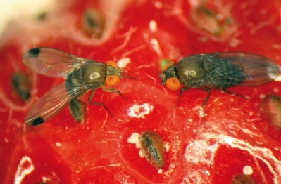 Drosophila suzukil, or Spotted-Wing Drosphila (SWP)