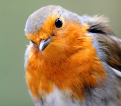 Environmental health officers spotted a robin in the bakery twice