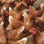 Contamination of poultry carcasses with campylobacter remains high 