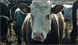 Pirbright Institute was prosecuted for safety failings after cattle were deliberately infected with FMDV