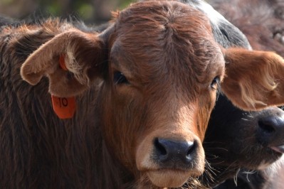 The cattle code of practice should improve openness in the supply chain