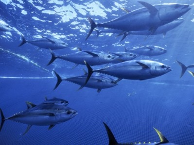 Skipjack controls, but action still needs to be taken to rebuild overfished yellowfin tuna stocks