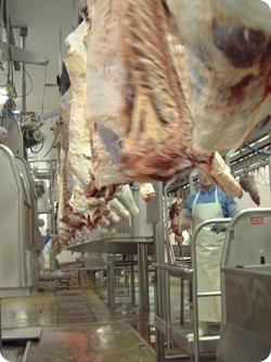 Scotbeef’s Bridge of Allan slaughter facility processes 2,500 cattle and 15,000 lambs a week