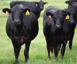The horse meat scandal is an ideal opportunity for British farmers to promote premium beef, said EBLEX