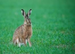 Peter Kendall: ‘We normally say you should hide a hare in a crop of wheat in March, but you’d struggle to cover a mouse in some of mine at present’