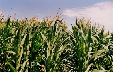 EFSA confirmed that GM maize produced in 2010 had no negative effects on humans, animals and the environment