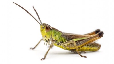Food intake: replacing meat with crickets and mealworms will reduce greenhouse gases