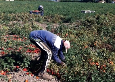 A photograph, included in the report, shows a migrant worker picking tomatoes in Italy 