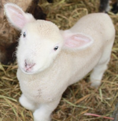 The campaign aims to increase lamb consumption and production