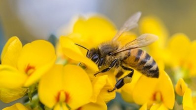 The EU plans to ban neonicotinoid pesticides to protect bees