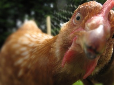 Tests for bird flu at a Hampshire farm have brought negative results 
