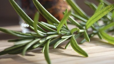 Rosemary extract: one of the main elements of Kemin's NaturFort 12 Dry