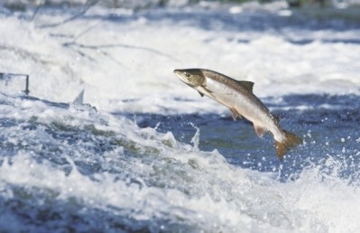 Employment in the salmon sector has leaped up by 28% since 2012