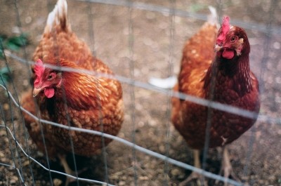 A bird flu alert has been issued to the UK poultry industry. after its rapid spread on the continent