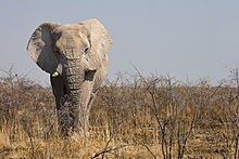 Giant steps: UB has saved 9,000t being sent waste to landfill, the equivalent weight of about 2,000 African elephants