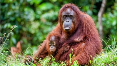 The palm oil alliance aims to ensure cultivation in Borneo is done with minimal impact on biodiversity