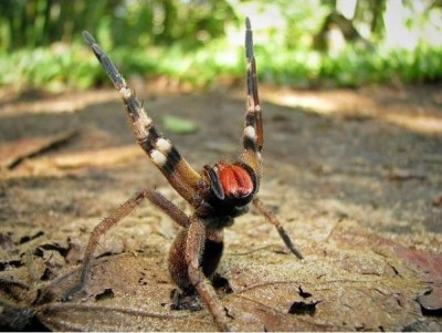 A Brazilian Wandering Spider
