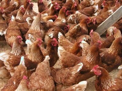 Farmed chickens failed to ward off campylobacter before slaughter