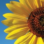 Sunflowers are an alternative source of tocopherols 