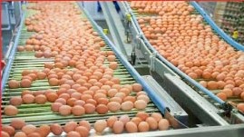 LJ Fairburn claims to produce more than eight million eggs a week