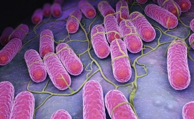 Salmonella cases have risen by 3% across the EU since 2014