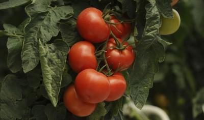 Study: tomato and rosemary can boost overall natural protection mechanisms in the eye