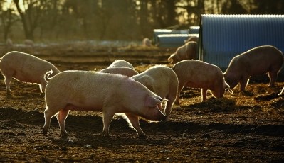 Decreasing pig prices are having a knock-on effect on selling prices