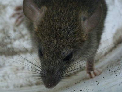 A food firm was forced to close last week after a rat infestation. Pictured provided by Wikipedia user Earth'sbuddy under a Creative Commons Attribution-ShareAlike 3.0 License