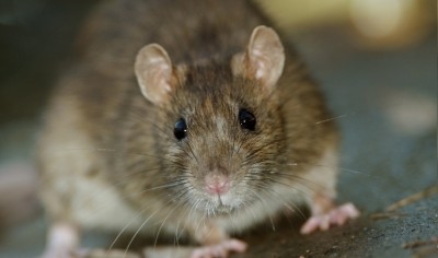 East End Foods has been fined £180k for a rat infestation