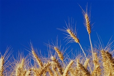 Wheat supplies continue to remain strong, according to the United States Department of Agriculture