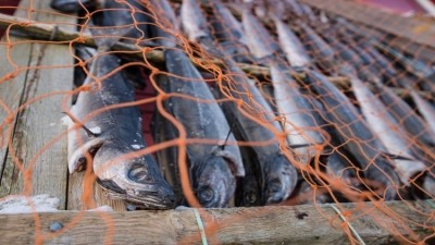 The Marine Conservation Society has advised consumers to move away from fish such as salmon and cod