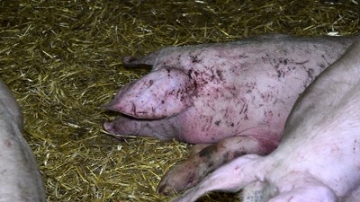 In footage obtained by Animal Equality, pigs were seen being abused by farm workers
