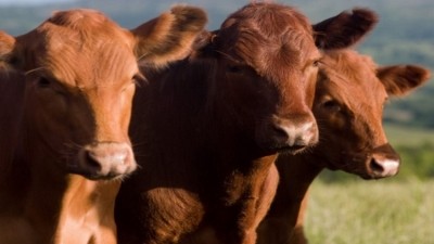 The livestock traceability scheme has taken a step forward