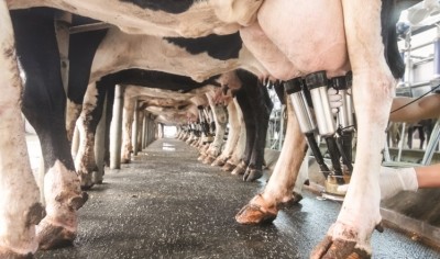 Regulated contracts for milk a mistake, according to processors and co-ops